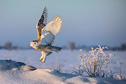 Snowy owl lifting off just after sunrise