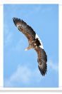 Eagle with Outstretched Wings