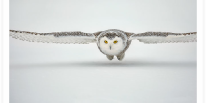 Snowy Owl Low Flight 2