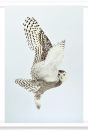 Snowy Owl Wings Liftoff 2