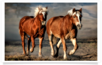 Haflnger Horses Trotting