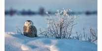 Snowy Owl Resting on Frozen Mound