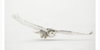 Snowy Owl Low Flight