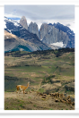 Guanaco and Towers