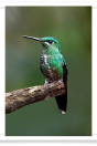 Green-Crowned Brilliant Hummingbird Perched on a Branch