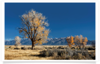 Zapata Cottonwoods and Mountains