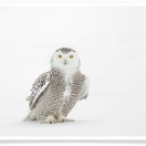 Snowy Owl Frozen Glare
