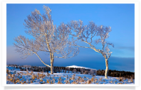 Hoarfrost Trees at Dawn with Mountain Backdrop