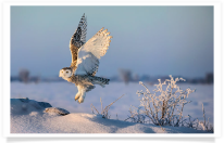 Snowy Owl Morning Lift-off