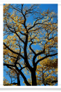 Golden Leaves and Cottonwood Tree