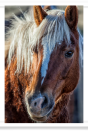 Haflinger Portrait
