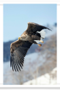 Eagle with Snowy Backdrop