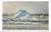 Snowy Owl Snow Spray