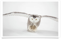 Snowy Owl Pounce