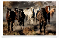 Running Horses Along a Dusty Trail