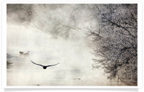 Flying Swan River Mist