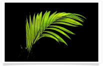 Costa Rican Fern with Black Background