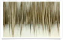 Stand of Blurred Birch Trees
