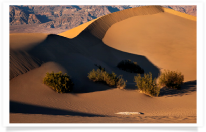 Mesquite Dunes and Shrubs
