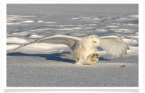 Snowy Owl Talons