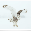 Snowy Owl White 1