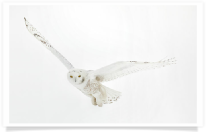 White Snowy Owl Wings Outstretched