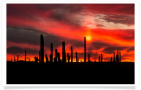Saguaro Cacti Fiery Sunset