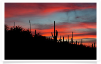 Saguaro Hillside Sunset Panoramic