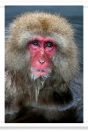 Adult Snow Monkey Portrait