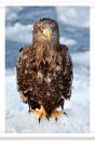 Eagle Portrait on Ice