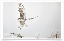 Snowy Owl Rocky Mound Lift-off