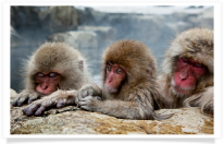 Snow Monkey Family in Hot Springs