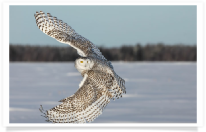 Snowy Owl Sunshine 1