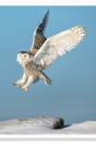 Snowy Owl Lift-off