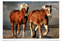 Colorado Horses and Dunes