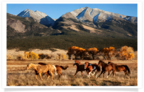 Running Horses with Mountain Backdrop