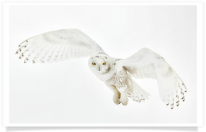 Light Colored Snowy Owl Hovering 2