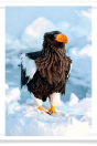 Steller's Sea Eagle on Snow