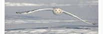 Snowy Owl Low Glide