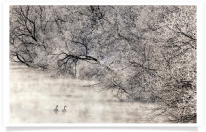 Swans in Water with Frosty Trees