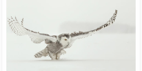 Snowy Owl Wings Liftoff