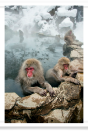 Monkeys Lounging in Hot Springs