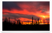 Saguaro Fiery Sunset Panoramic