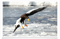 Steller's Sea Eagle Landing