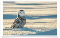Snowy Owl Frozen Sunset