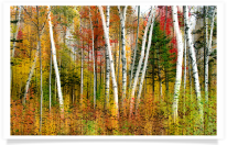 Vermont Birch Blur