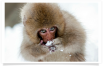 Baby Snow Monkey Eating Seeds in Snow