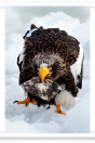 Sea Eagle with Fish in Mouth