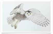 Snowy Owl White 3